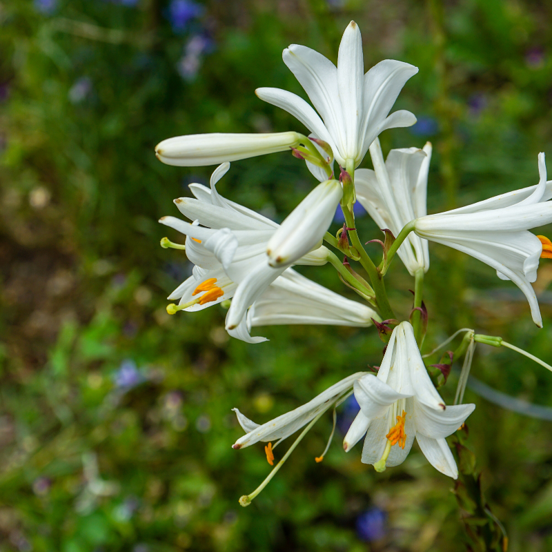 Hoa Bạch Mẫu Đơn - Hướng dẫn chăm sóc và trồng thành công loài hoa quý hiếm này