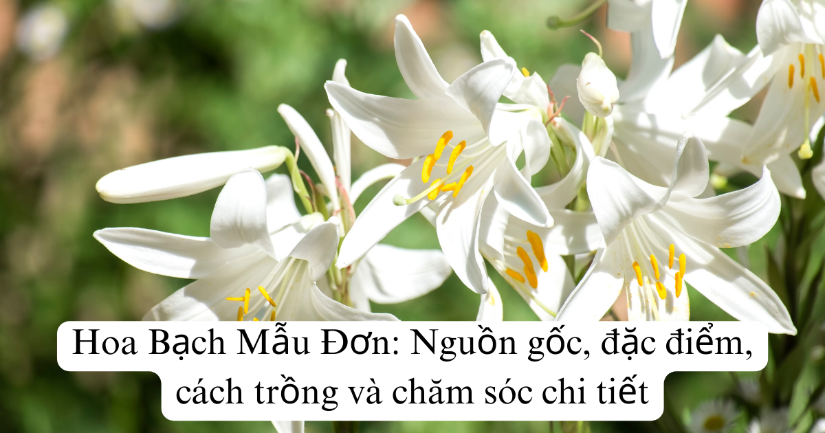 Hoa Bạch Mẫu Đơn: Nguồn gốc, đặc điểm, cách trồng và chăm sóc chi tiết
