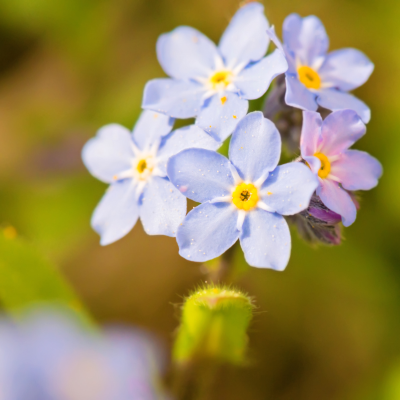 Hoa Lưu ly - Sắc đẹp hoang dại và dịu dàng trong thiên nhiên