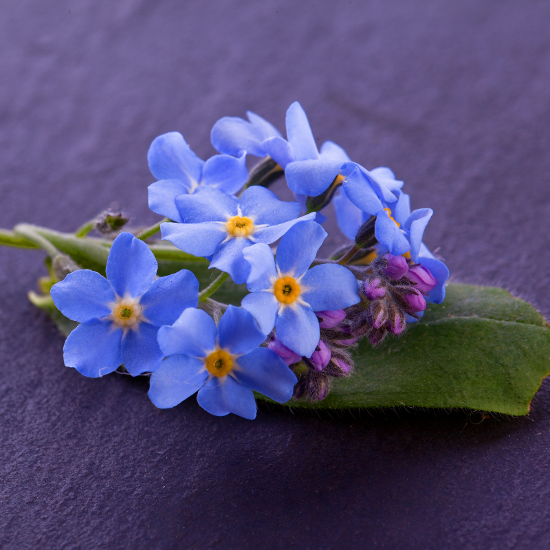 Hoa Lưu ly - Lựa chọn hoàn hảo cho không gian ngoại thất và vườn hoa