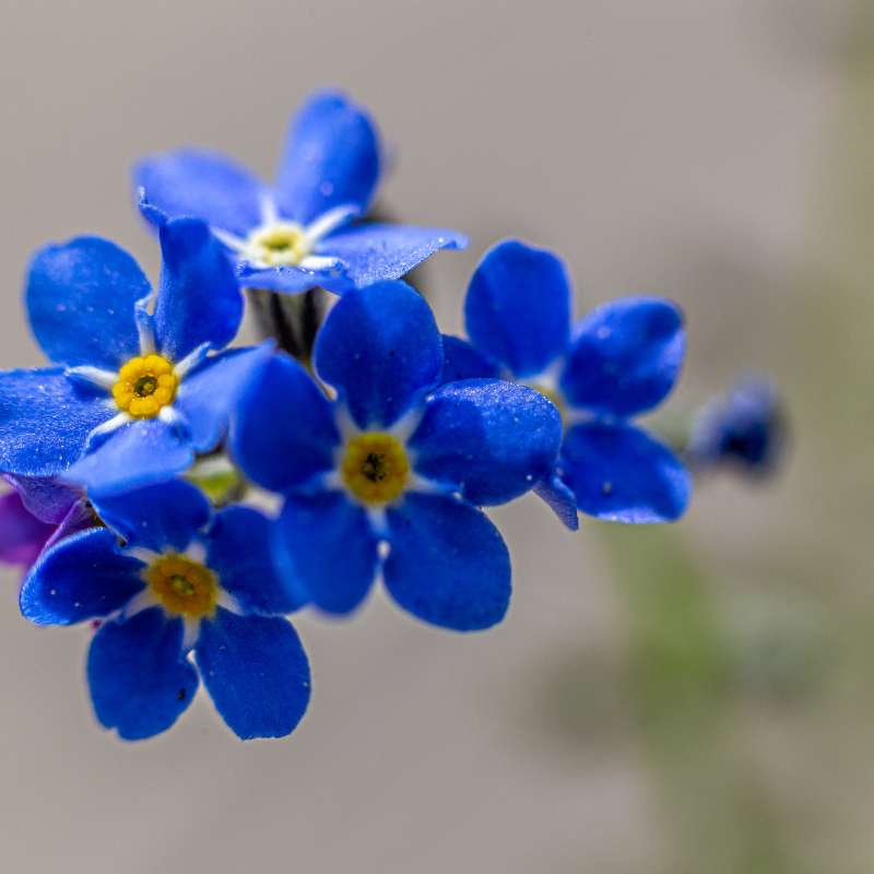 Hoa Lưu ly - Hướng dẫn chăm sóc và trồng thành công loài hoa độc đáo này