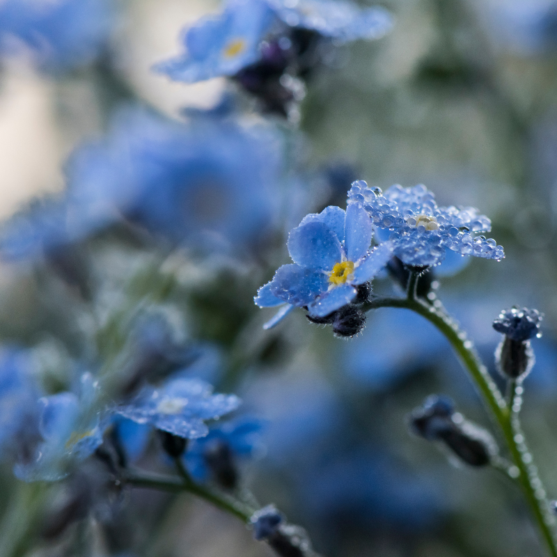 Hoa Lưu ly - Sự kết hợp tuyệt vời của màu sắc và hình dáng độc đáo trong nghệ thuật cảnh quan