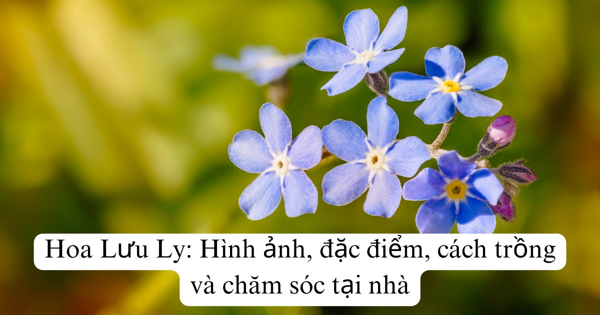 Hoa Lưu Ly: Hình ảnh, đặc điểm, cách trồng và chăm sóc tại nhà