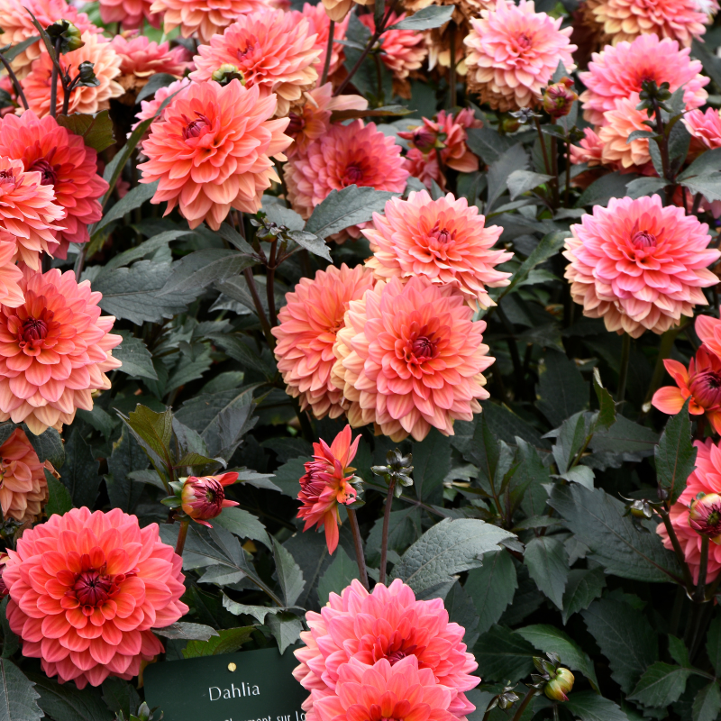 Hoa Thược Dược - Hướng dẫn sử dụng và chế biến để tận dụng tối đa các đặc tính chữa bệnh