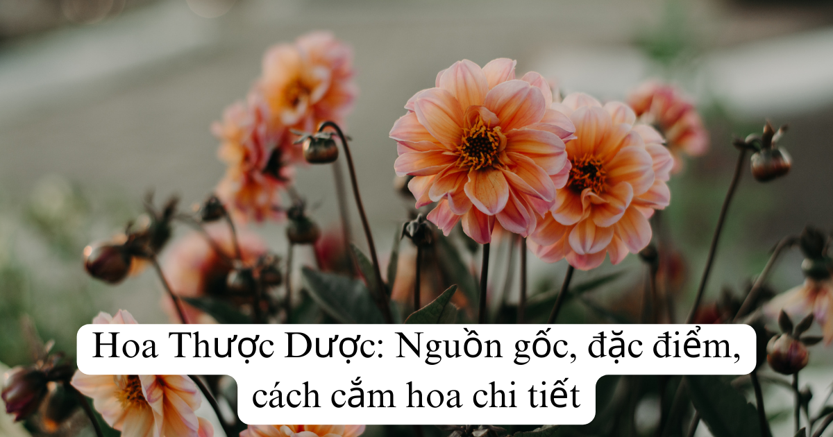 Hoa Thược Dược: Nguồn gốc, đặc điểm, cách cắm hoa chi tiết