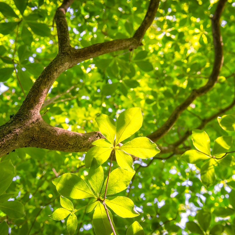 Hướng dẫn chi tiết về cách trồng Cây Thạch Nam tại nhà