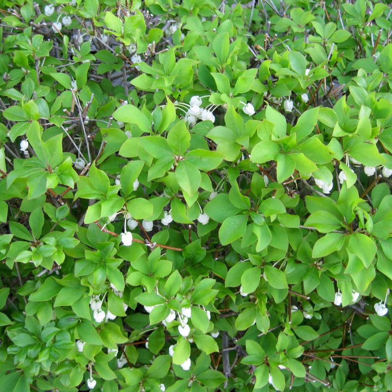 Bí quyết chăm sóc Cây Thạch Nam để luôn xanh tốt