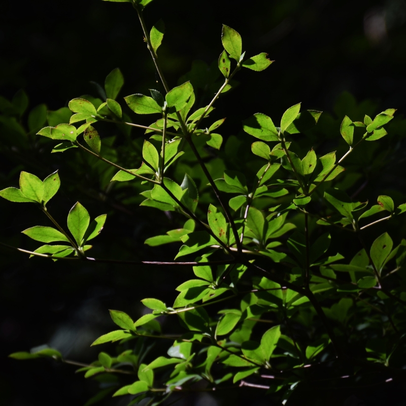Cây Thạch Nam: Lựa chọn hoàn hảo cho không gian xanh tại nhà bạn