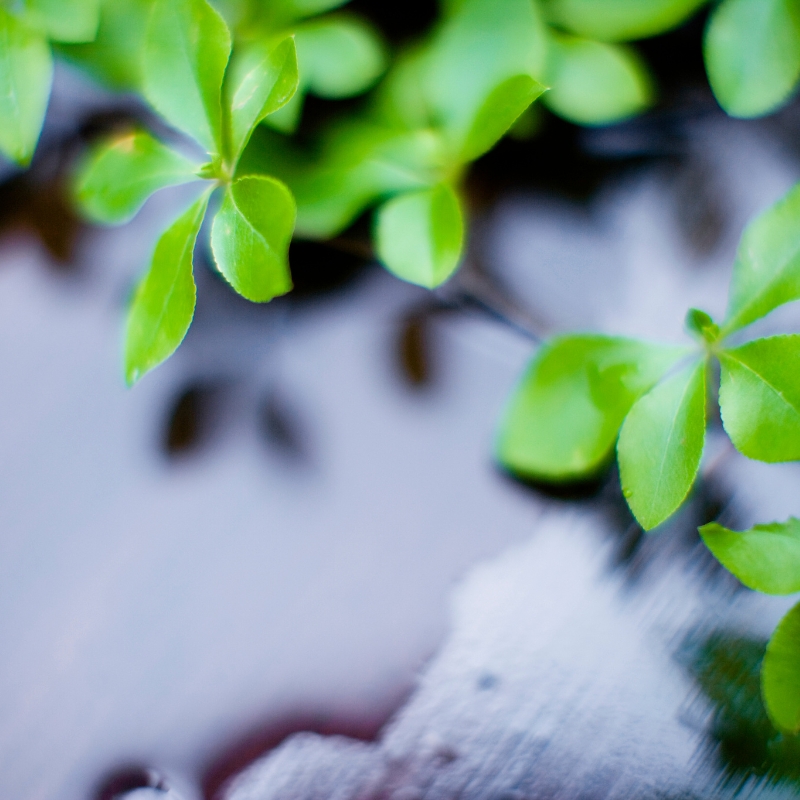 Ý nghĩa phong thủy không thể bỏ qua từ Cây Thạch Nam