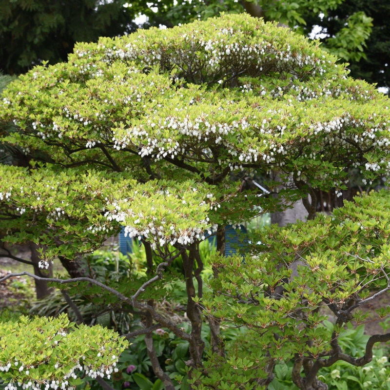 Đặc điểm nổi bật của Cây Thạch Nam: Biết thêm để yêu thêm loài cây này