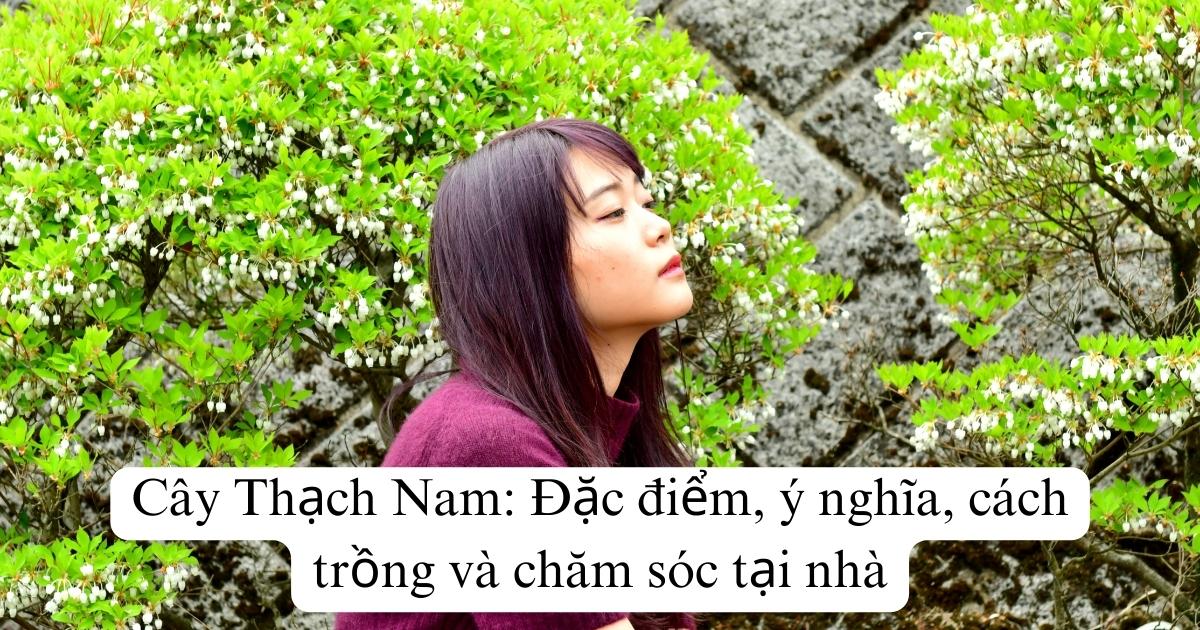 Cây Thạch Nam: Đặc điểm, ý nghĩa, cách trồng và chăm sóc tại nhà
