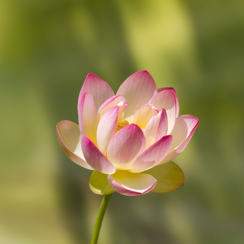 Hoa Súng: Biểu Tượng Của Sự Tươi Mới Và Sức Sống