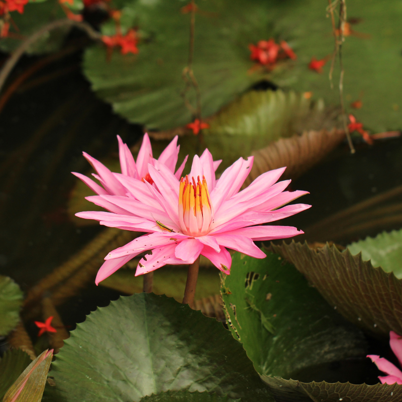 Hoa Súng – Đẹp Tựa Huyền Thoại, Sức Sống Bất Tử