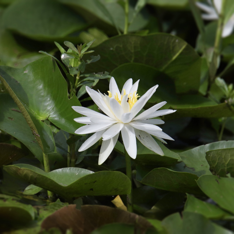 Thế Giới Hoa Súng: Bí Mật Về Vẻ Đẹp Và Sức Sống