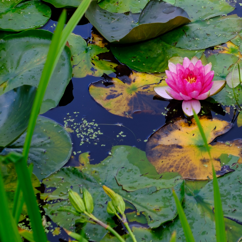 Hoa Súng: Khám Phá Những Ý Nghĩa Và Cách Chăm Sóc