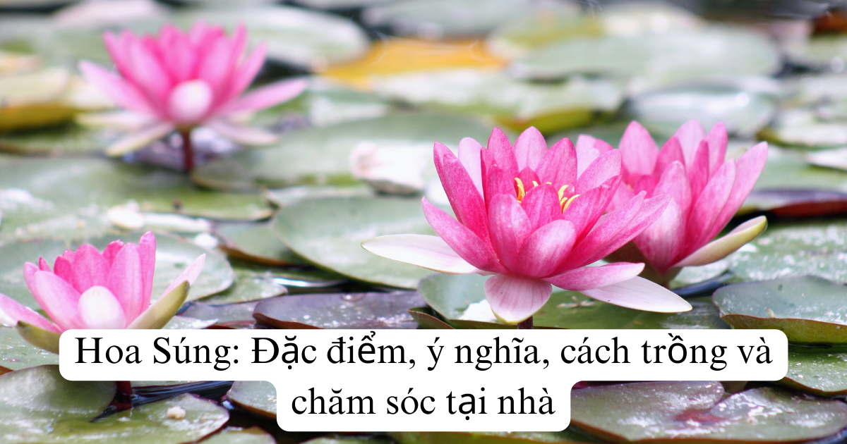 Hoa Súng: Đặc điểm, ý nghĩa, cách trồng và chăm sóc tại nhà
