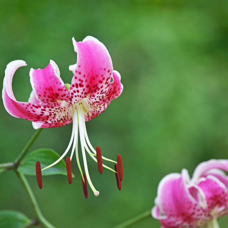 Hoa Đế Vương: Vẻ Đẹp Hoàng Gia Từ Thiên Nhiên