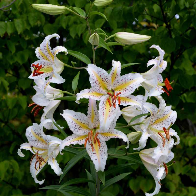 Hoa Đế Vương – Quý Phái Và Đẹp Như Một Vị Vua