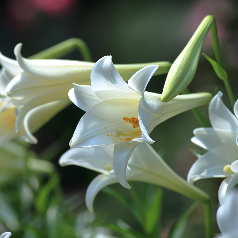 Hoa Đế Vương: Bí Mật Về Vẻ Đẹp Và Sức Sống