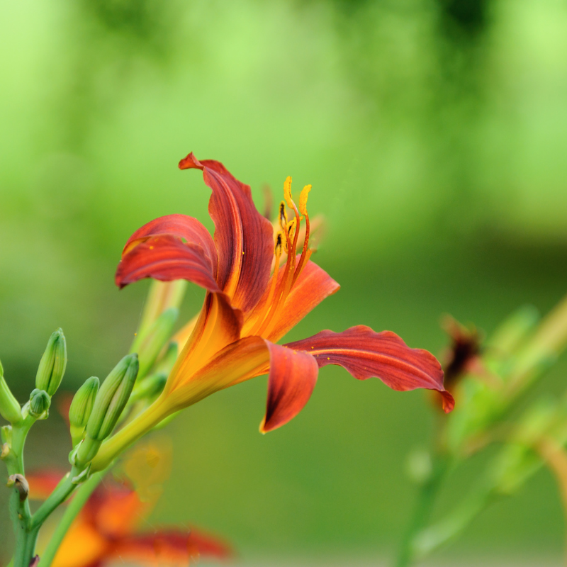 Hoa Đế Vương: Từ Cách Trồng Đến Ý Nghĩa Đặc Biệt