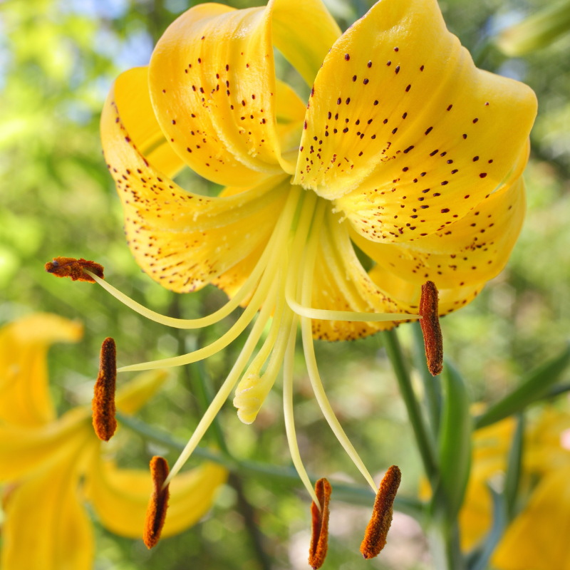 Hoa Đế Vương: Vẻ Đẹp Quý Phái Trong Vườn Nhà