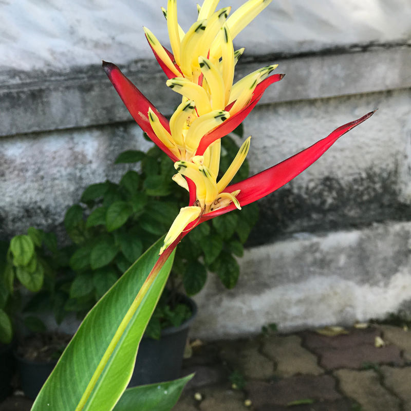 Hoa Thiên Điểu: Thiên đường hoa tươi sáng giữa mùa đông