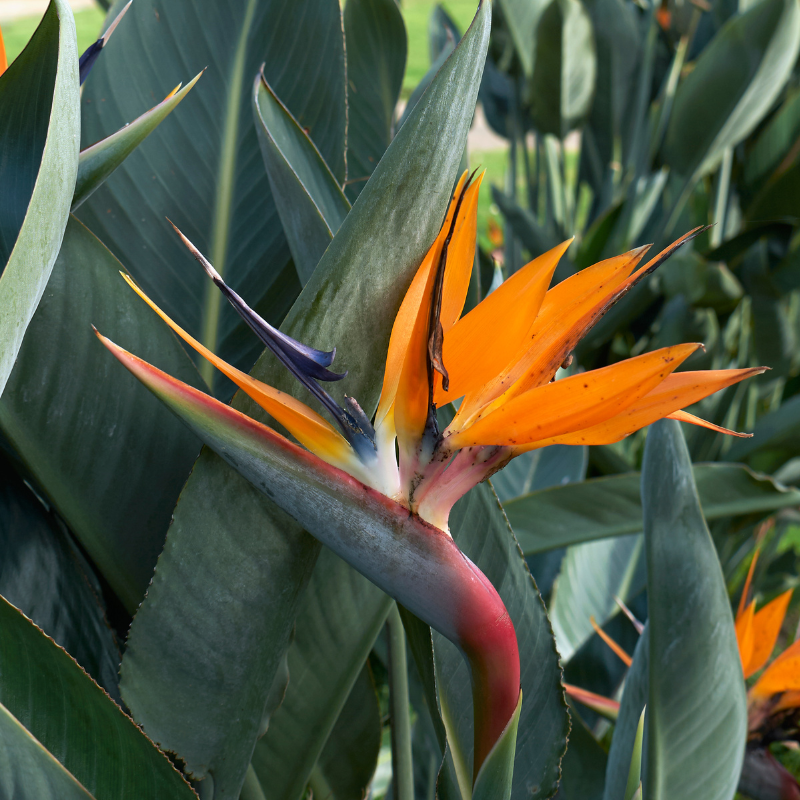 Hoa Thiên Điểu: Khám phá vẻ đẹp tự nhiên trong lòng thành phố