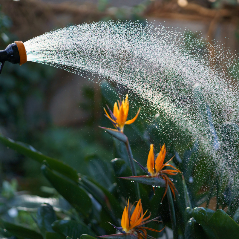 Hoa Thiên Điểu: Nơi tìm thấy sự thanh lịch và tinh tế trong thiên nhiên