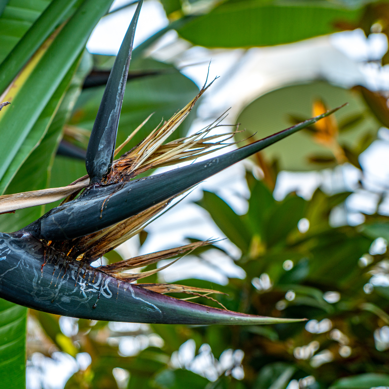 Hoa Thiên Điểu: Tự hào về vẻ đẹp địa phương