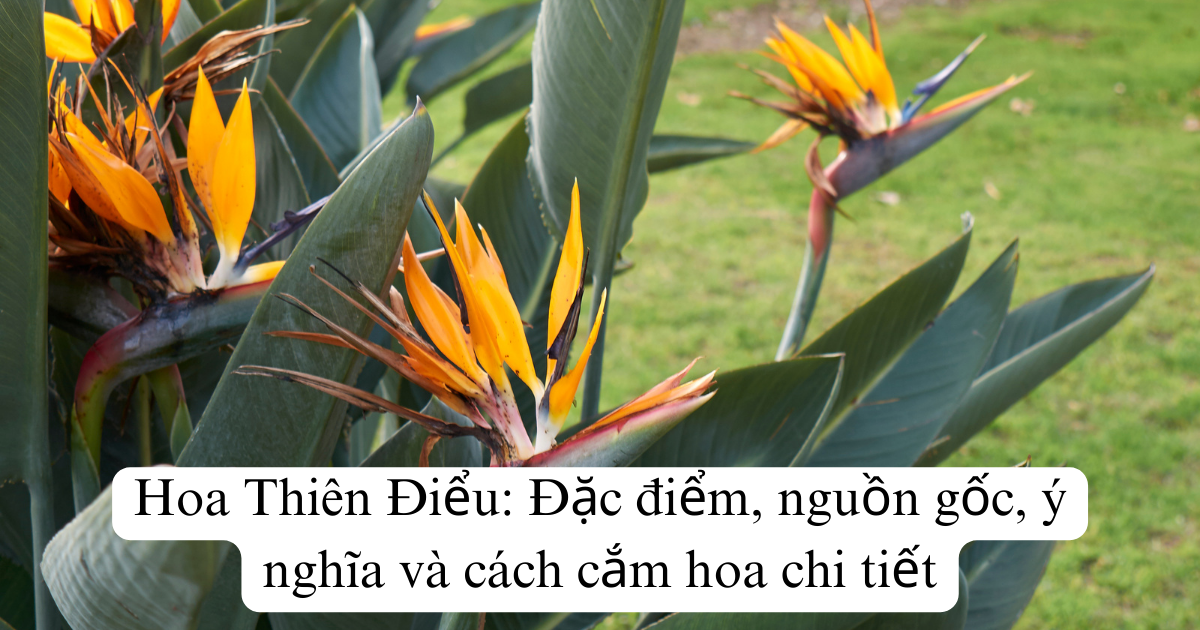 Hoa Thiên Điểu: Đặc điểm, nguồn gốc, ý nghĩa và cách cắm hoa chi tiết