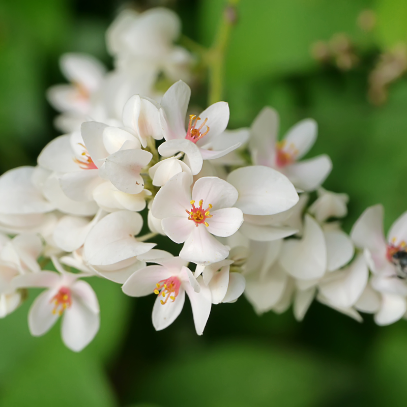 Hoa Tigon: Vươn lên từ sự kiên nhẫn và sự mạnh mẽ