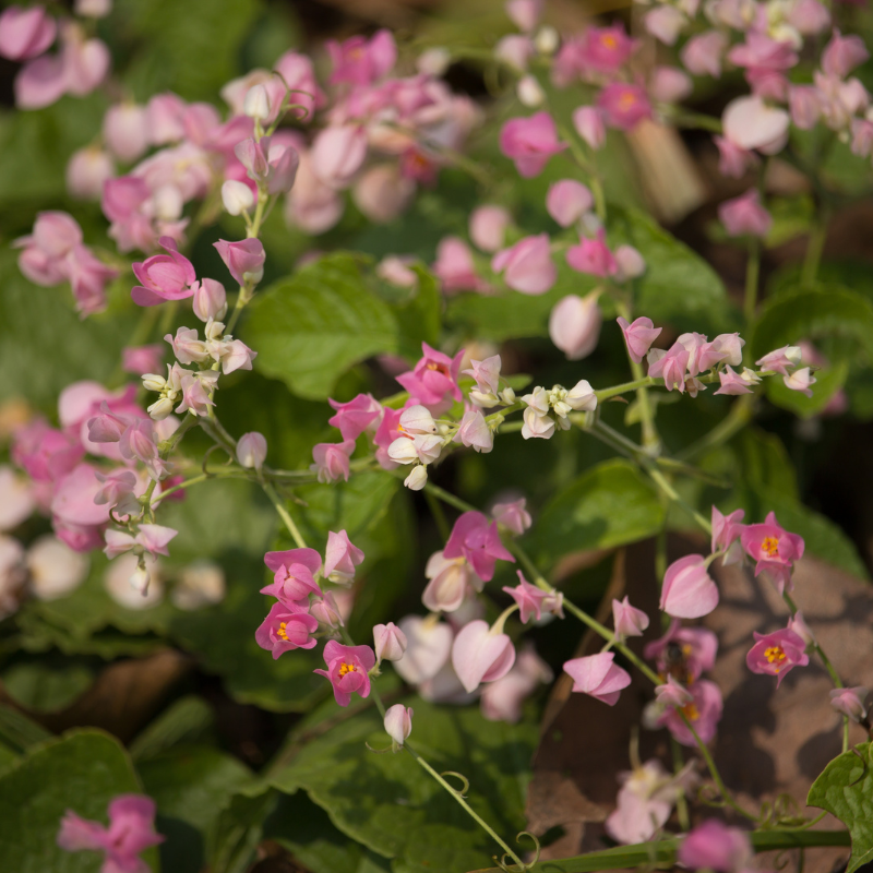 Hoa Tigon: Bức tranh hoa lộng lẫy của sự phong cách và sự tinh tế