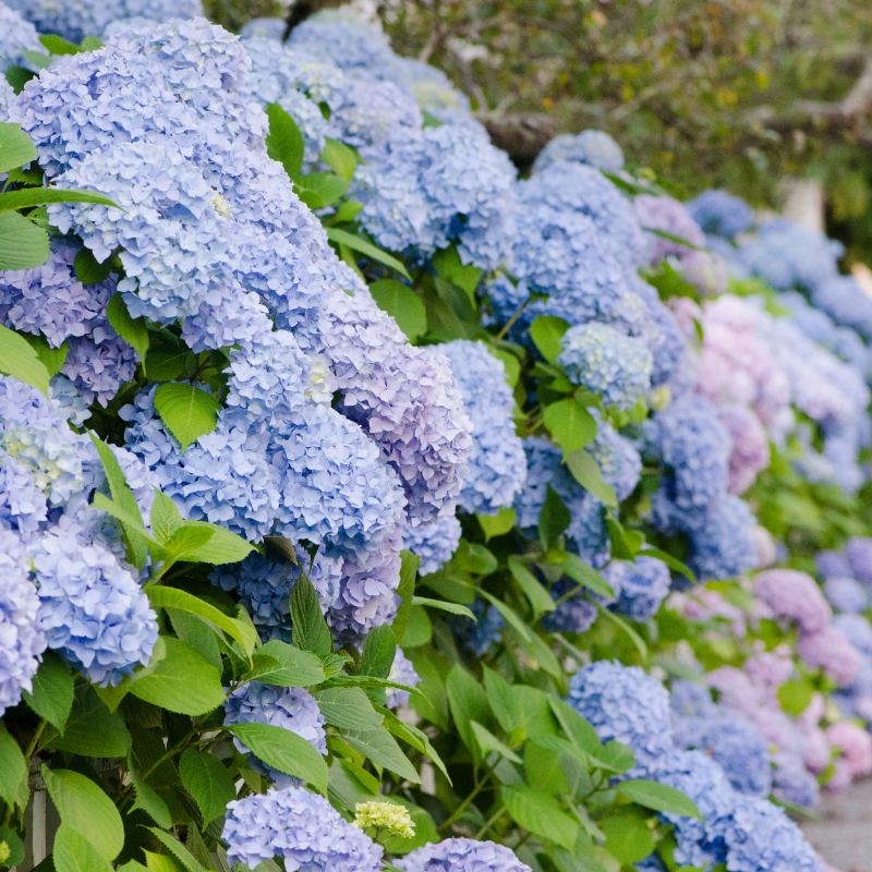 Hoa Cẩm Tú Cầu: Tinh hoa độc đáo của vương quốc hoa