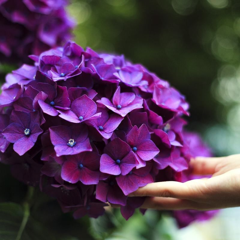 Hoa Cẩm Tú Cầu: Nét đẹp tuyệt mỹ thể hiện sự thanh nhã và tinh tế