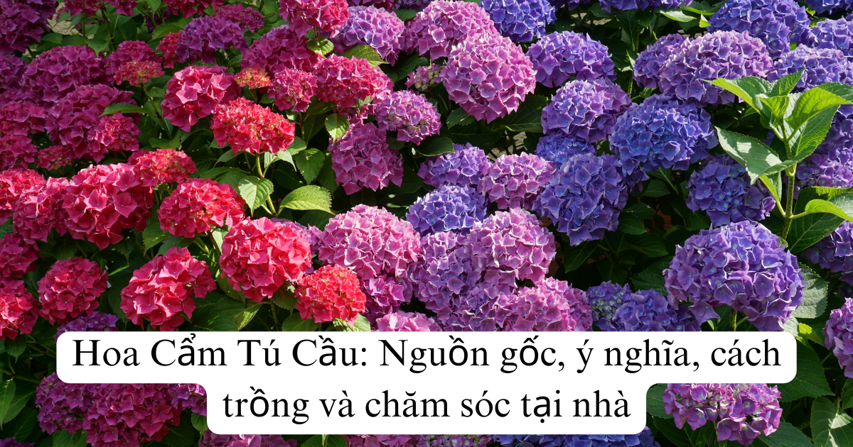 Hoa Cẩm Tú Cầu: Nguồn gốc, ý nghĩa, cách trồng và chăm sóc tại nhà