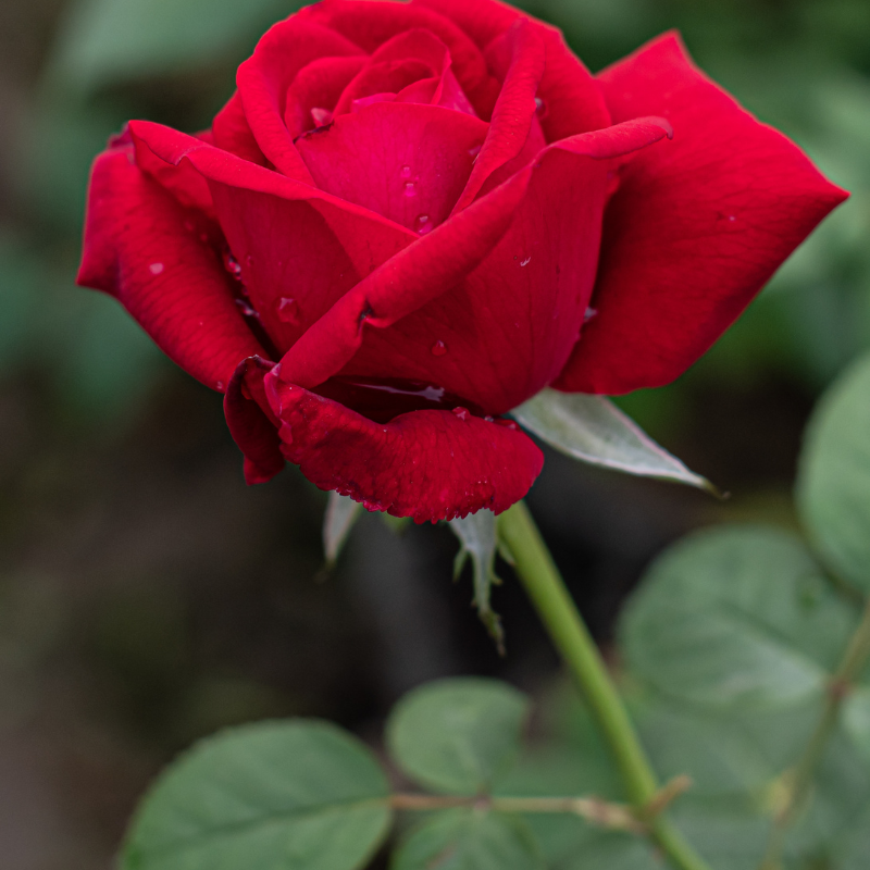 Hoa Hồng: Tận hưởng vẻ đẹp và sự ngọt ngào của tình yêu