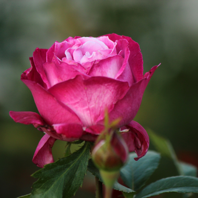 Hoa Hồng: Đẳng cấp và sự hoàn hảo trong vương quốc hoa