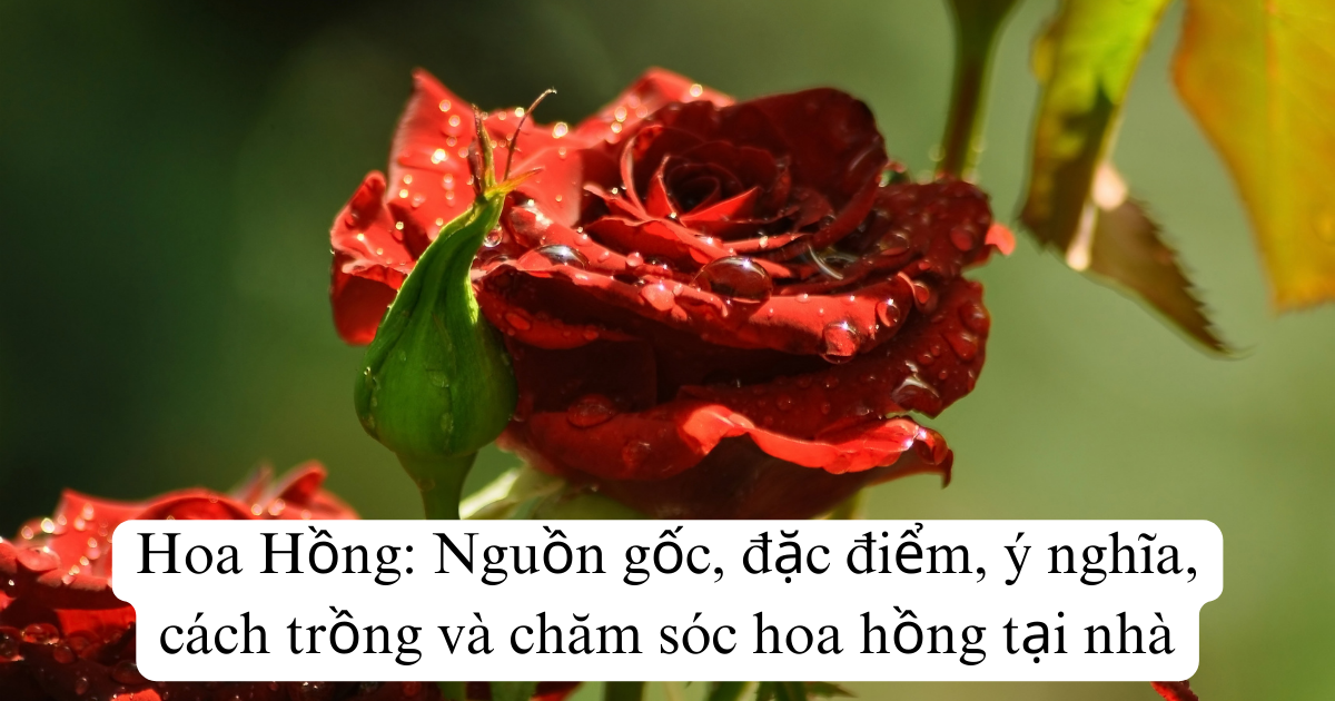 Hoa Hồng: Nguồn gốc, đặc điểm, ý nghĩa, cách trồng và chăm sóc hoa hồng tại nhà