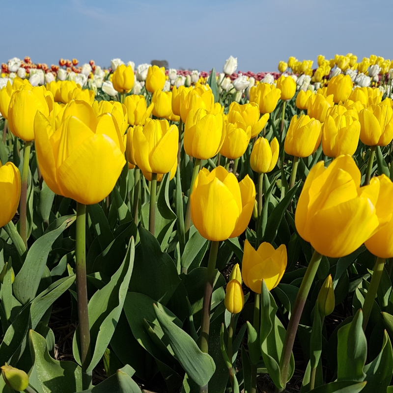 Hoa Tulip: Một biểu tượng của tình yêu và sự hoàn hảo