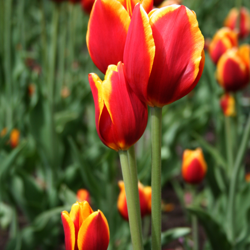 Hoa Tulip: Một vũ điệu màu sắc và sự phong phú trong vườn hoa