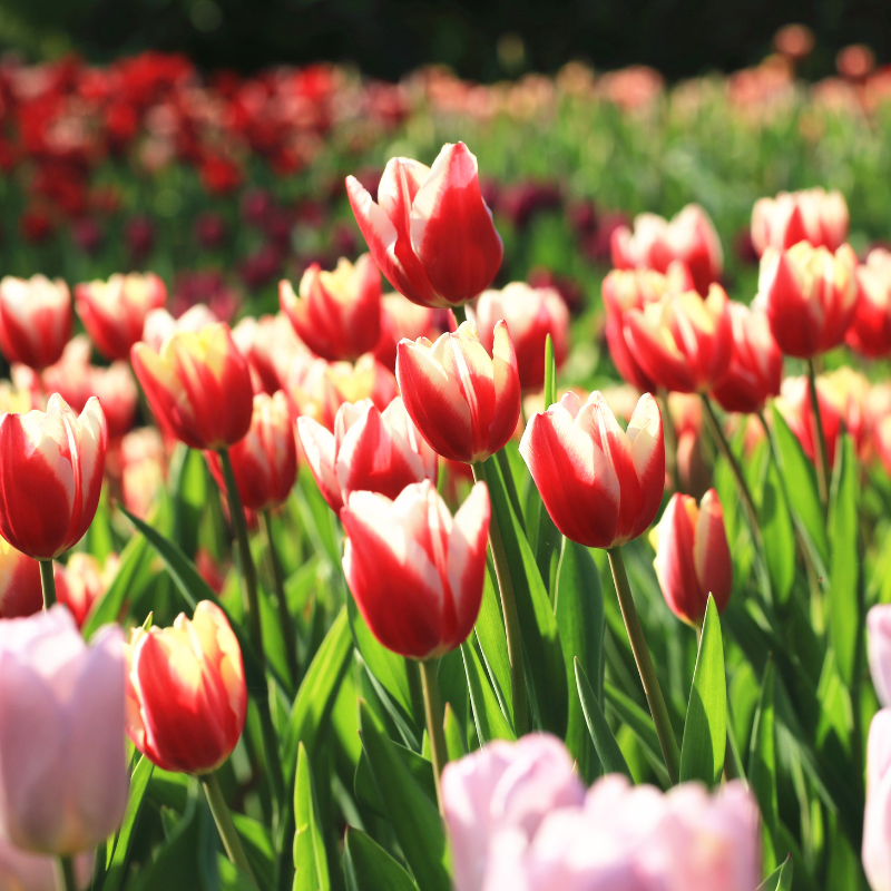 Hoa Tulip: Vẻ đẹp tinh khiết và sự tinh tế trong thiên nhiên