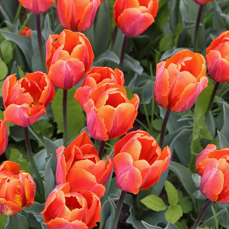 Hoa Tulip: Thể hiện sự lạc quan và sự trẻ trung trong cuộc sống