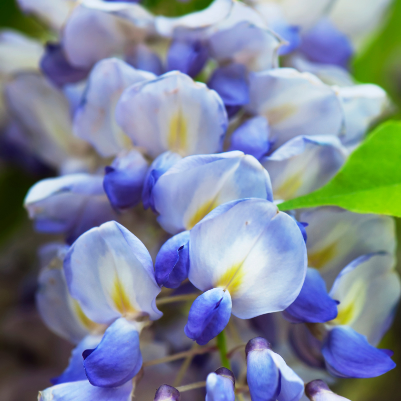 Hoa Tử đằng: Vẻ đẹp tự nhiên mang đến sự bình yên và sự thư thái