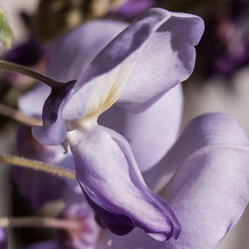 Hoa Tử đằng: Hòa quyện màu sắc và nét đẹp hoang dại