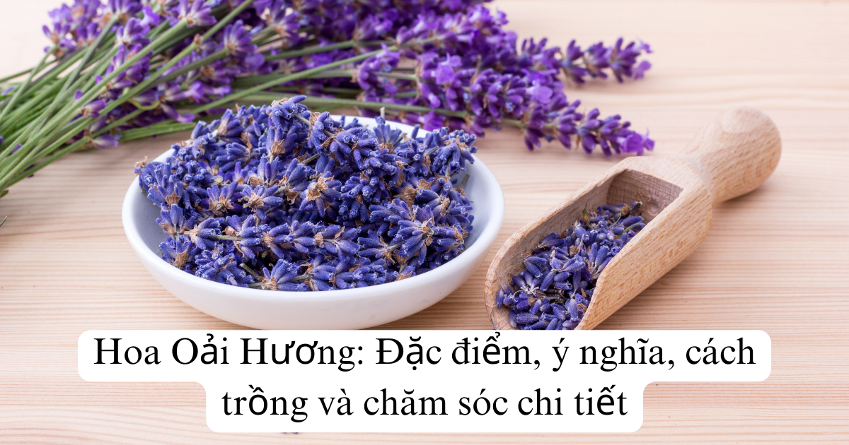 Hoa Oải Hương: Đặc điểm, ý nghĩa, cách trồng và chăm sóc chi tiết
