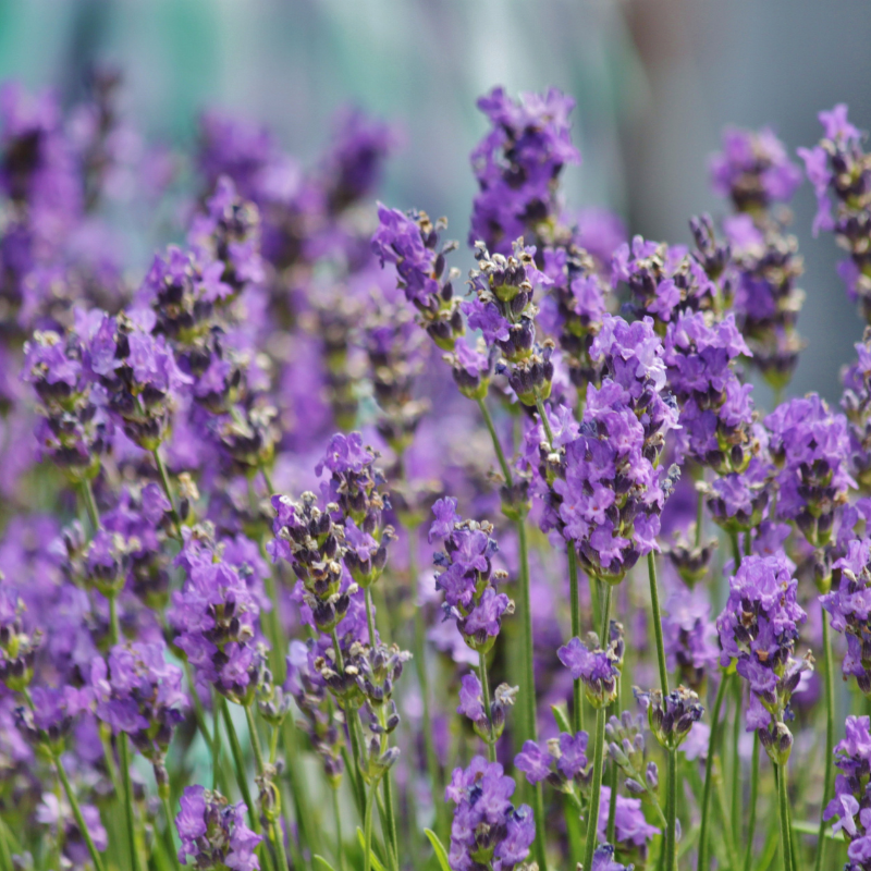 Hoa oải hương: Một hành trình thư thái trong mùi hương dịu nhẹ