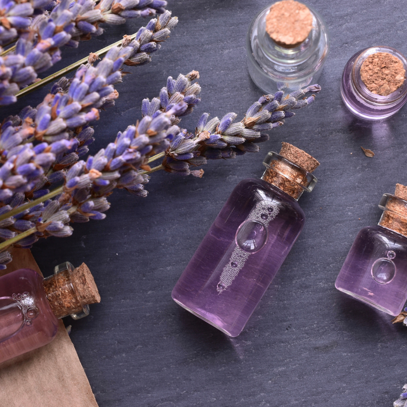 Hoa oải hương: Sự kết hợp tuyệt vời giữa màu sắc và hương thơm