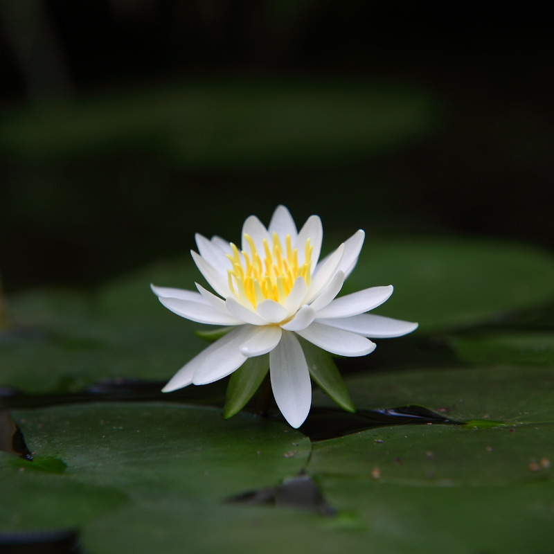 Hoa sen: Vẻ đẹp kiêu sa và sự nổi bật giữa đầm lầy