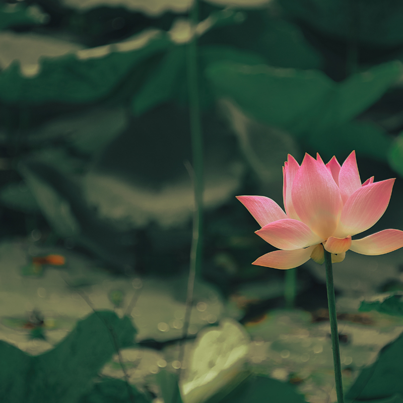 Hoa sen: Một hành trình tìm hiểu về tinh hoa văn hóa và tâm hồn