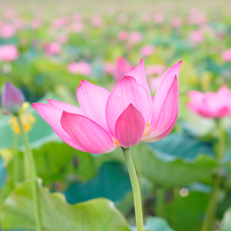 Hoa sen: Vẻ đẹp tuyệt đỉnh và tình duyên trong truyền thuyết